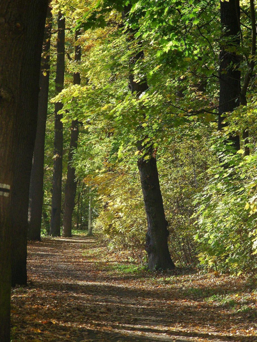 TORUŃ - PARK #FaunaIFlora