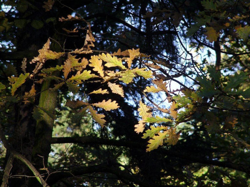 TORUŃ - PARK #FaunaIFlora