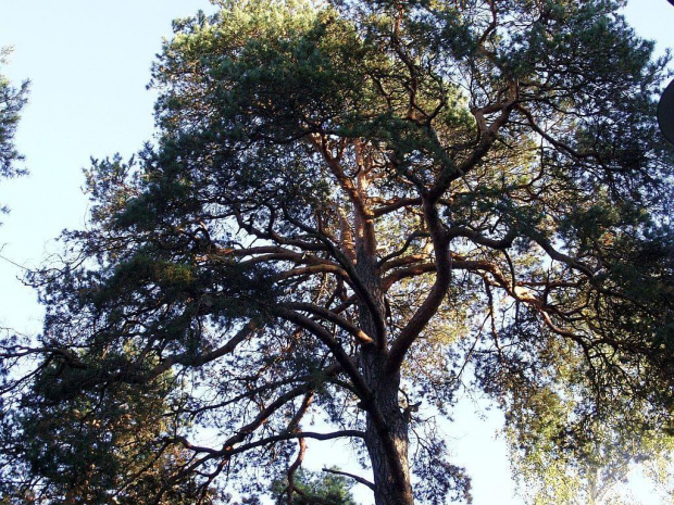 TORUŃ - PARK #FaunaIFlora