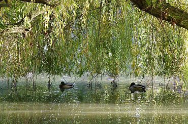 TORUŃ - PARK #FaunaIFlora