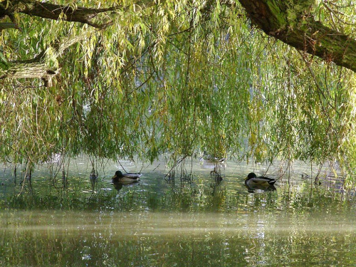 TORUŃ - PARK #FaunaIFlora