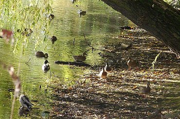 TORUŃ - PARK #FaunaIFlora