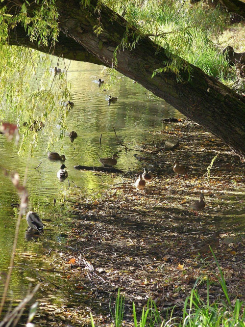 TORUŃ - PARK #FaunaIFlora