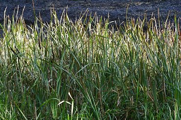 TORUŃ - PARK #FaunaIFlora