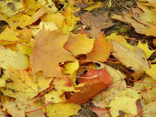 TORUŃ - PARK #FaunaIFlora