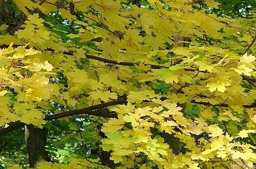 TORUŃ - PARK #FaunaIFlora