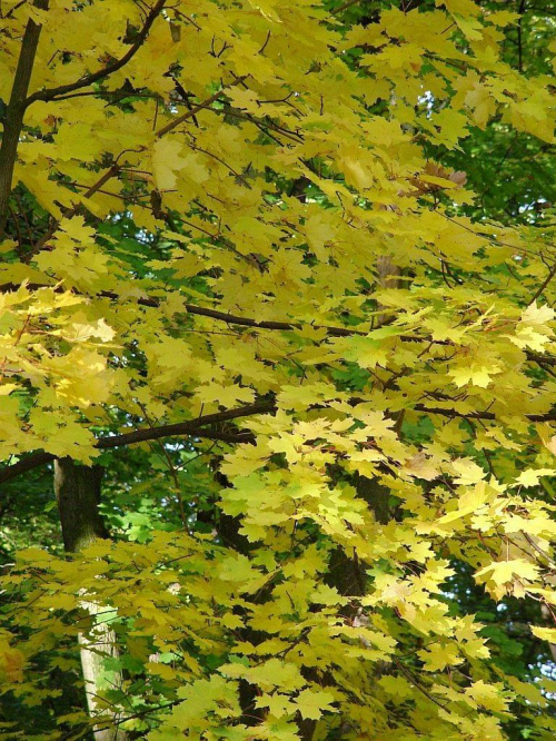 TORUŃ - PARK #FaunaIFlora