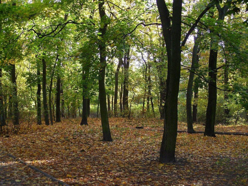 TORUŃ - PARK #FaunaIFlora