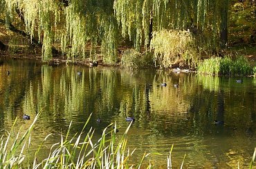 TORUŃ - PARK #FaunaIFlora