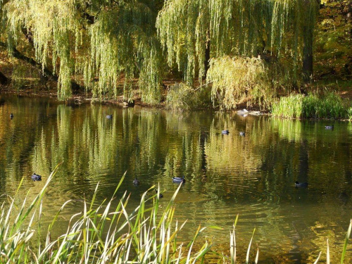 TORUŃ - PARK #FaunaIFlora