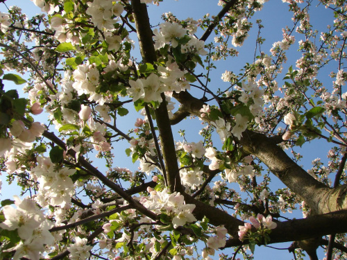 Kwitnąca jabłonka #natura #rośliny #kwiaty #drzewa