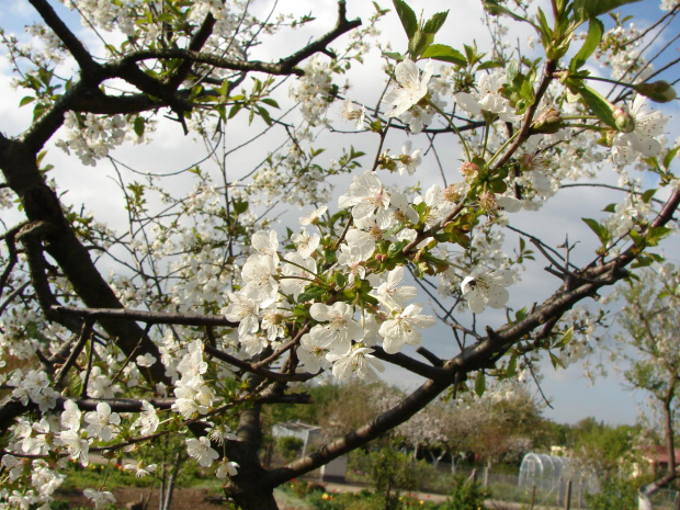 Kwitnąca jabłonka #natura #rośliny #drzewa #kwiaty