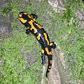 Salamandra