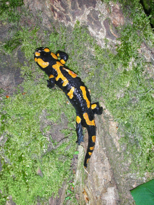 Salamandra