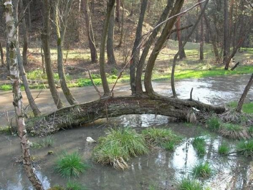 drzewo na rzece #rzeka #Sztoła #Bukowno #przyroda #krajobraz