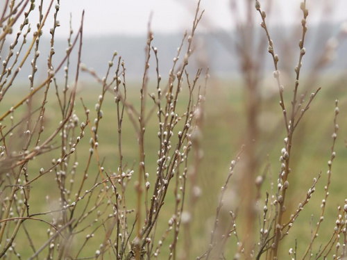 wierzba iwa, łaki nad Liwcem #przyroda #natura #wiosna #bazie