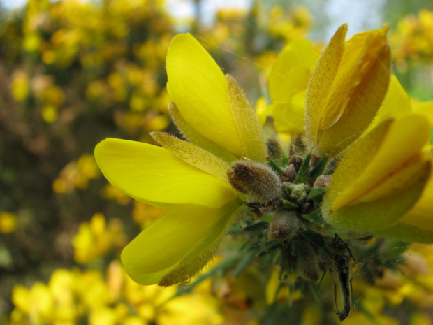 kwiaty #przyroda #natura #rośliny #kwiaty #botanika #flora