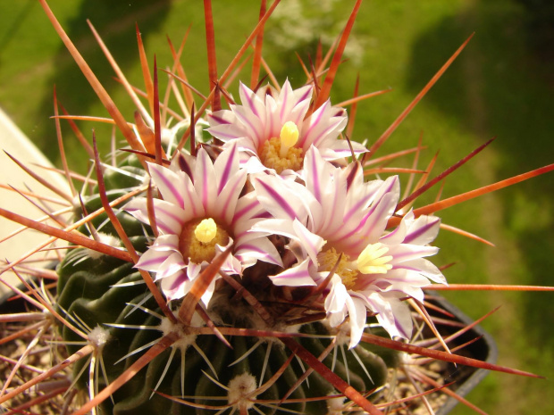 Echinofosulocactus