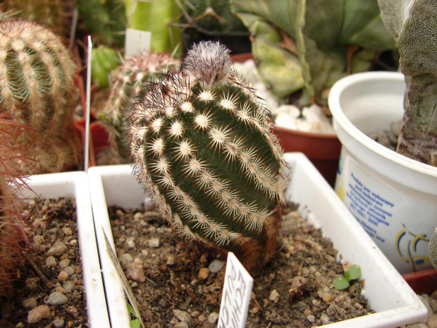 Echinocereus purpureus