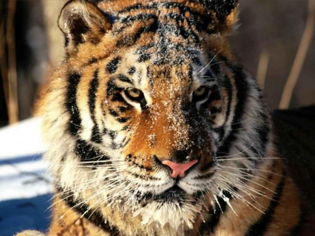 Tygrys #zwierzęta