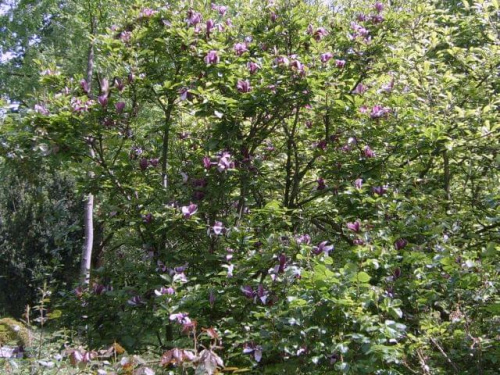 magnolia Arboretum w Bolestraszycach #BolestraszyceArboretumMagnolia
