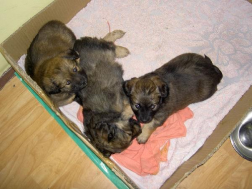 Moje trzy psiaki #szczeniaki #pieski #Tufi #Buba #Zuzia #pudełko #pieseczki