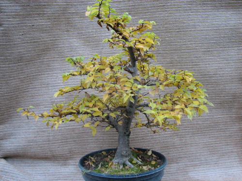 Ulmus minor Jacqueline Hiller