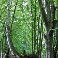 Las Nadleśnictwa Brzeziny w Kaletniku #las #Nadleśnictwo #Kaletnik #Brzeziny #Koluszki #zbiornik #Kwiat #drzewa #grzyby