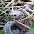 Jaszczurka zwinka - Lacerta agilis . Data : 21.04.2008. Miejscowość : Piaski Wielkopolskie .