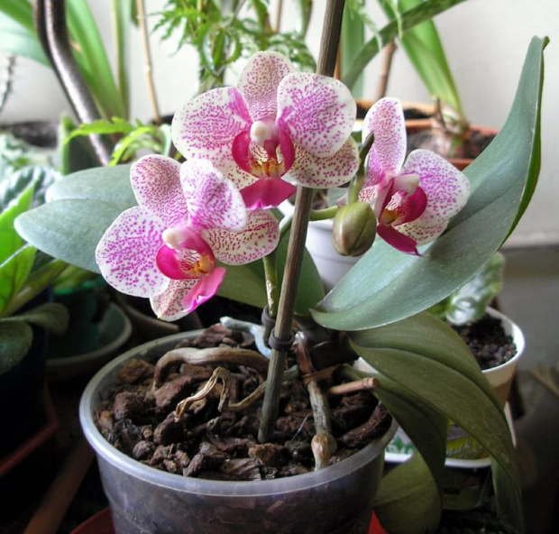 phalenopsis 2