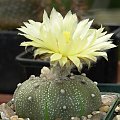 Astrophytum asterias