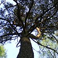 #drzewo #las #sosna #natura