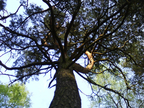 #drzewo #las #sosna #natura