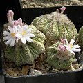 Aztekium ritteri