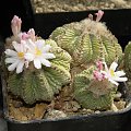 Aztekium ritteri