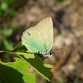 Zieleńczyk ostrężyniec - Callophrys rubi . Data : 11.05.2008. Miejscowość : Talary .