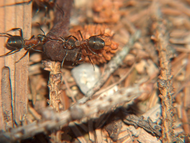 mrówki rudnice #przyroda #natura #zwierzęta #owady #mrówki #makrofotografia