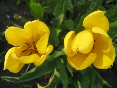Tulipany #kwiaty