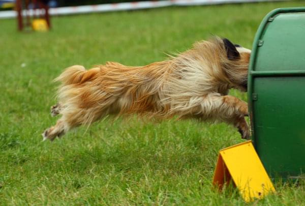 Zawody Agility 24.05.2008, Bydgoszcz PPA #BydgoszczPPA