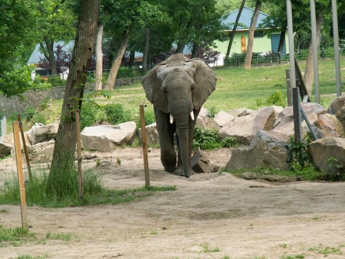 Węgry Nyiregyhaza Zoo #zoo #węgry #słon #zyrafa #małpy