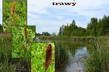 Po drodze na plażę w Mikoszewie...cudne, dzikie jeziorko! #jezioro #trawy #NadMorzem