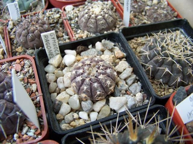 Gymnocalycium ragonesii