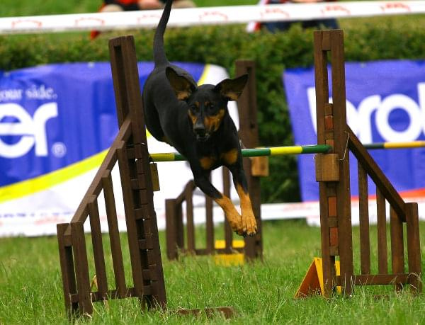 Zawody Agility 24.05.2008 Bydgoszcz PPA