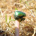 Kruszczyca złotawka - Cetonia aurata ; w wersji XXL . Data : 15.05.2008. Miejscowość : Piaski Wielkopolskie .