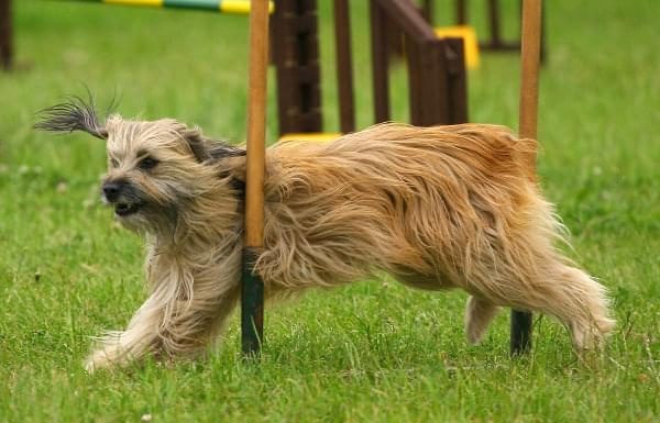 Zawody Agility 24.05.2008 Bydgoszcz PPA