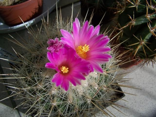 Thelocactus macdowelli