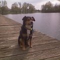 Nero #pies #psy #molo #Błonie #Nero