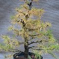 Larix decidua