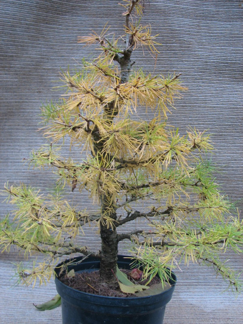 Larix decidua