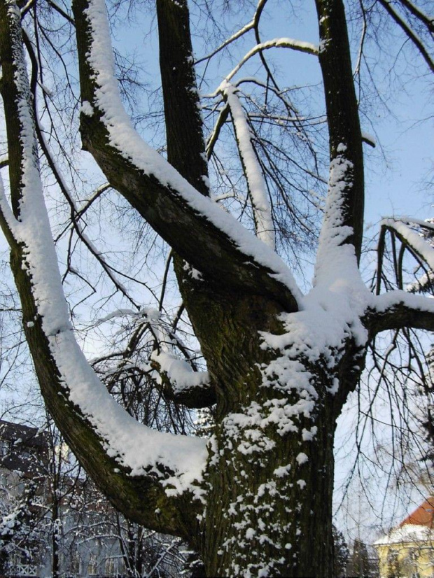 drzewko #drzewo #drzewa #zima